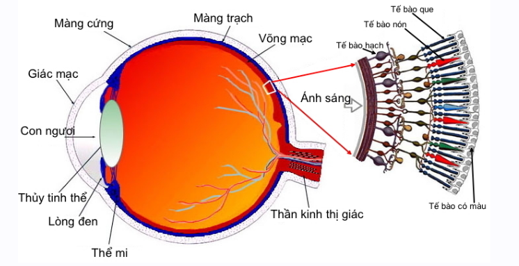 Cách tính số phóng đại vật thật trong các dụng cụ quang học