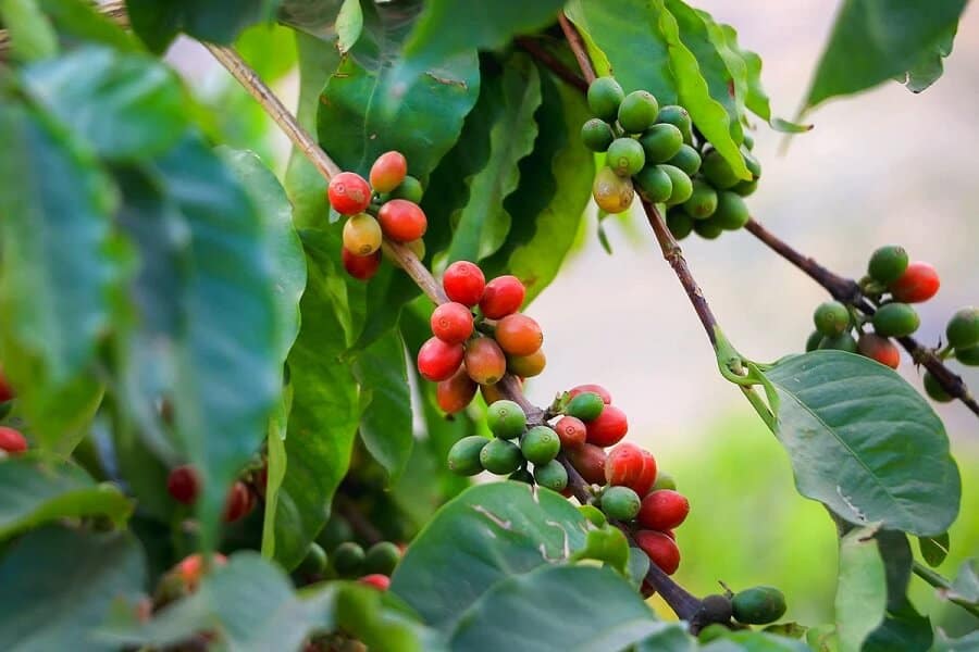 Top 15: Hoàng Hậu Coffee