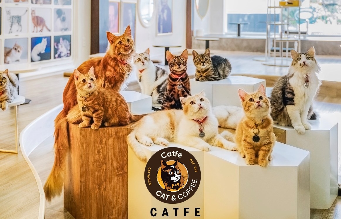 Top 2: Catfe Coffee