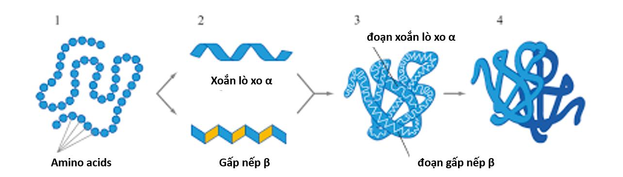 Các cấp độ cấu trúc không gian của protein