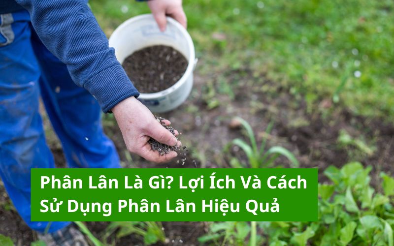 Cách pha và sử dụng phân lân hiệu quả trong nông nghiệp