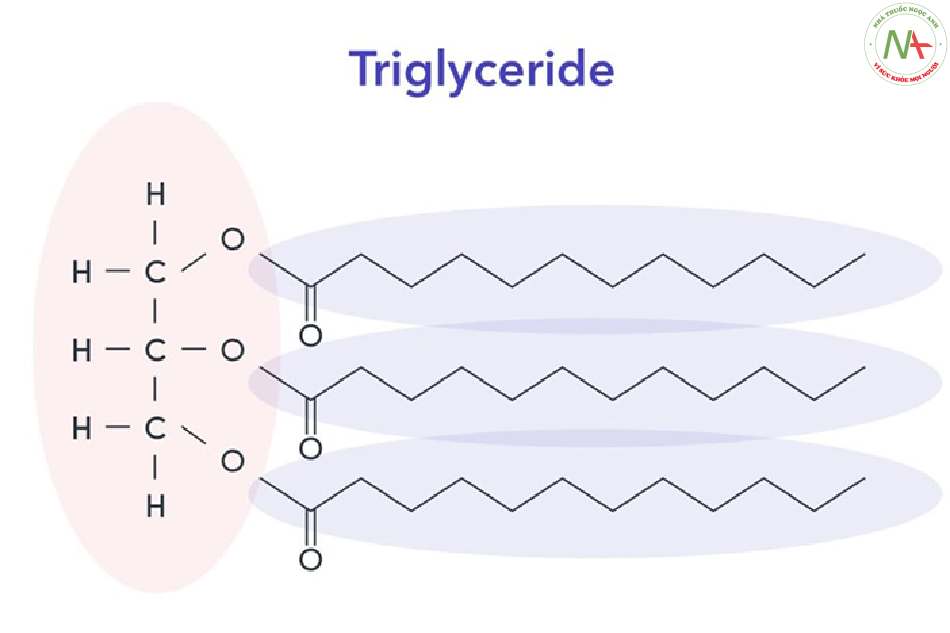 Cấu tạo và thành phần hóa học của chất béo