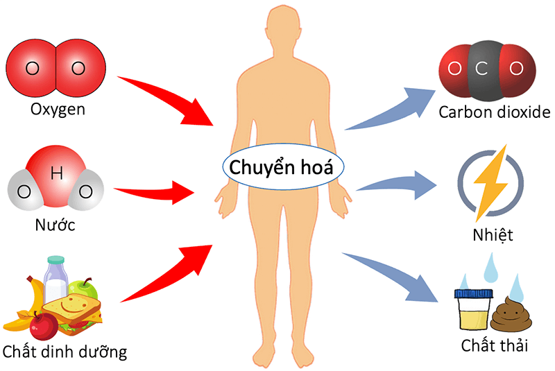 Chuyển hóa và trao đổi chất béo trong cơ thể