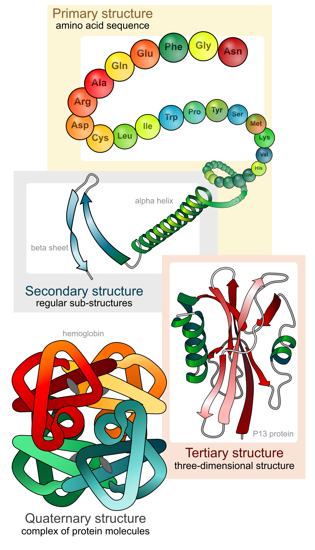 Công thức hóa học của protein