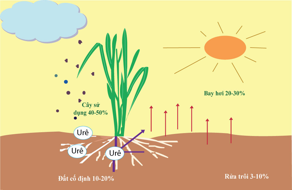 Hướng dẫn pha và sử dụng phân đạm hiệu quả