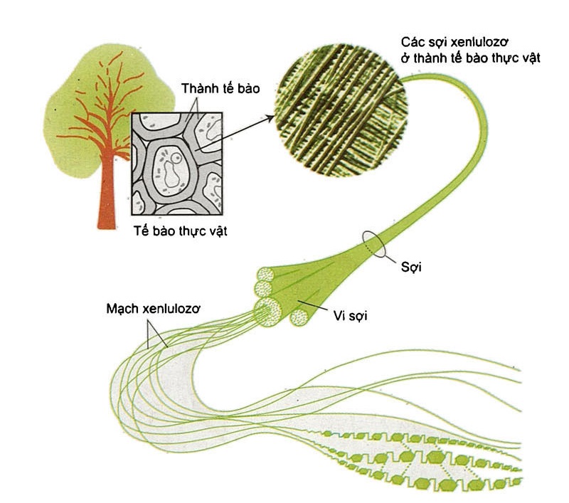 Nguồn gốc và vai trò của xenlulozơ trong tự nhiên