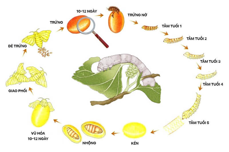 Quy trình tạo thành sợi tơ tằm trong tự nhiên