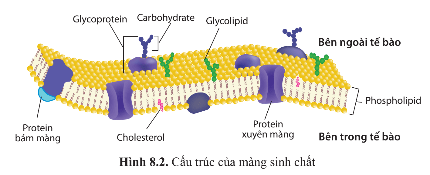 Thành phần cấu tạo và cấu trúc phân tử protein