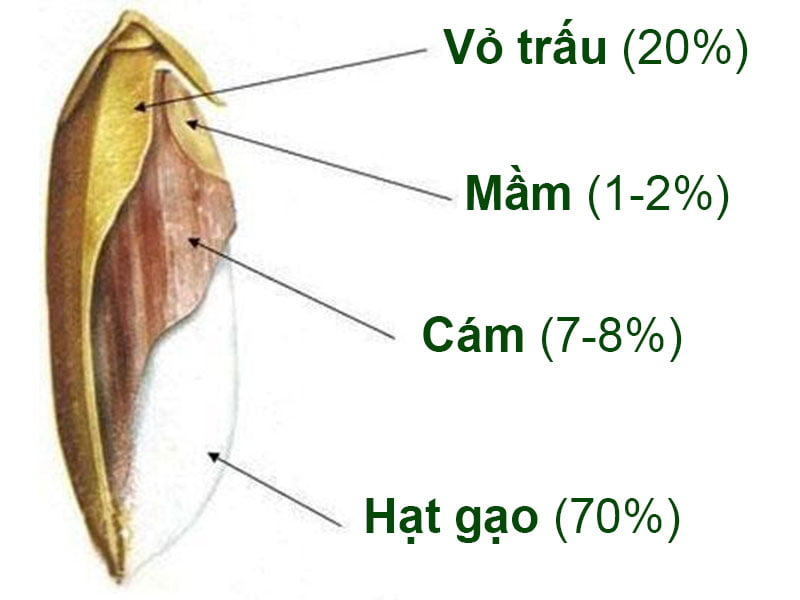 Thành phần hóa học cơ bản trong hạt gạo và cơm chín