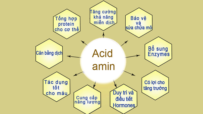 Vai trò của amino axit trong cơ thể