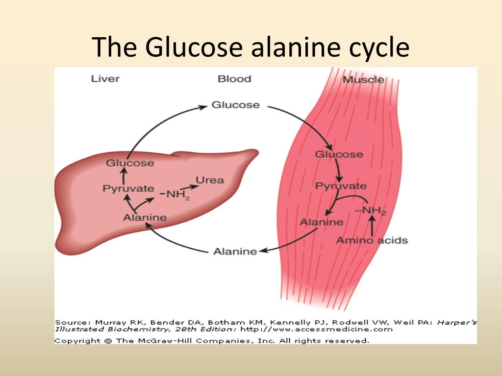 Vai trò sinh học của alanin trong cơ thể