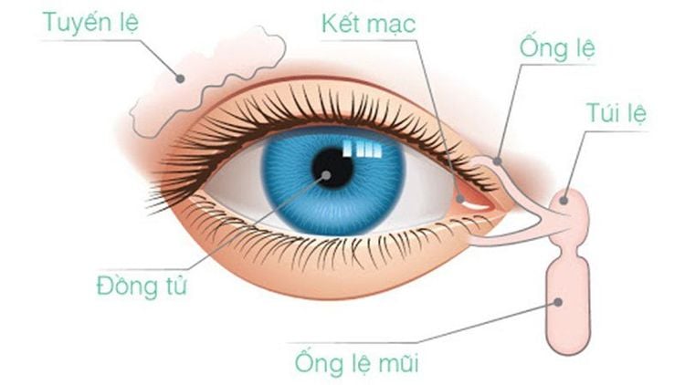 Vai trò sinh học của các thành phần trong nước mắt