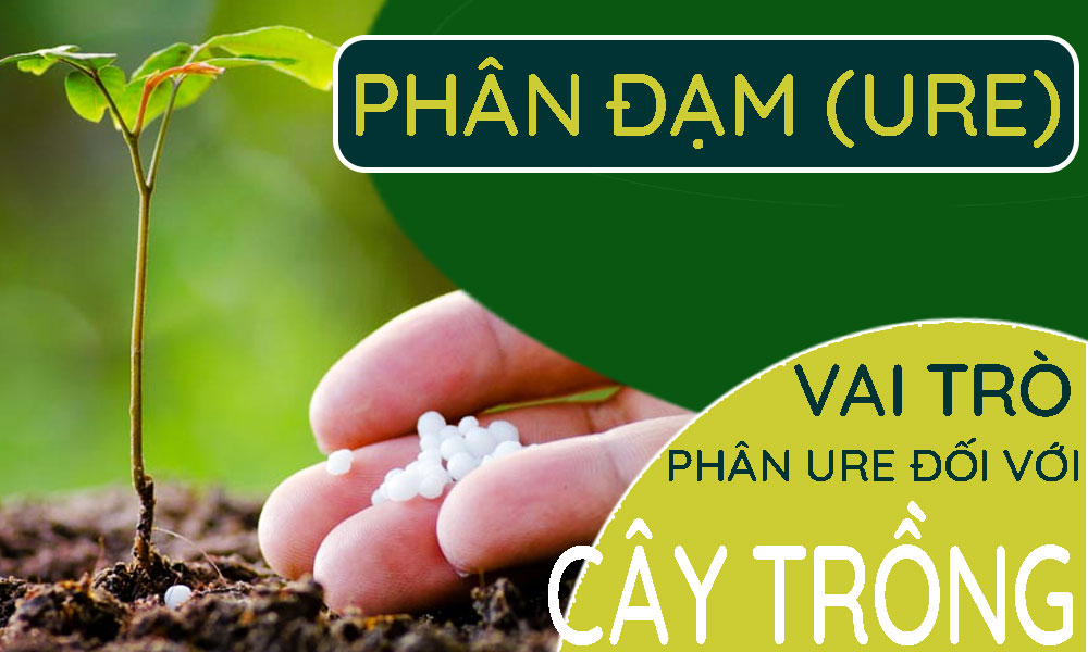 Vai trò và tác dụng của phân đạm đối với cây trồng