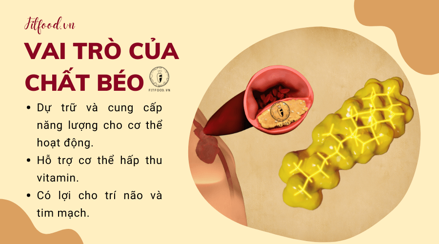 Vai trò và tầm quan trọng của chất béo trong cơ thể